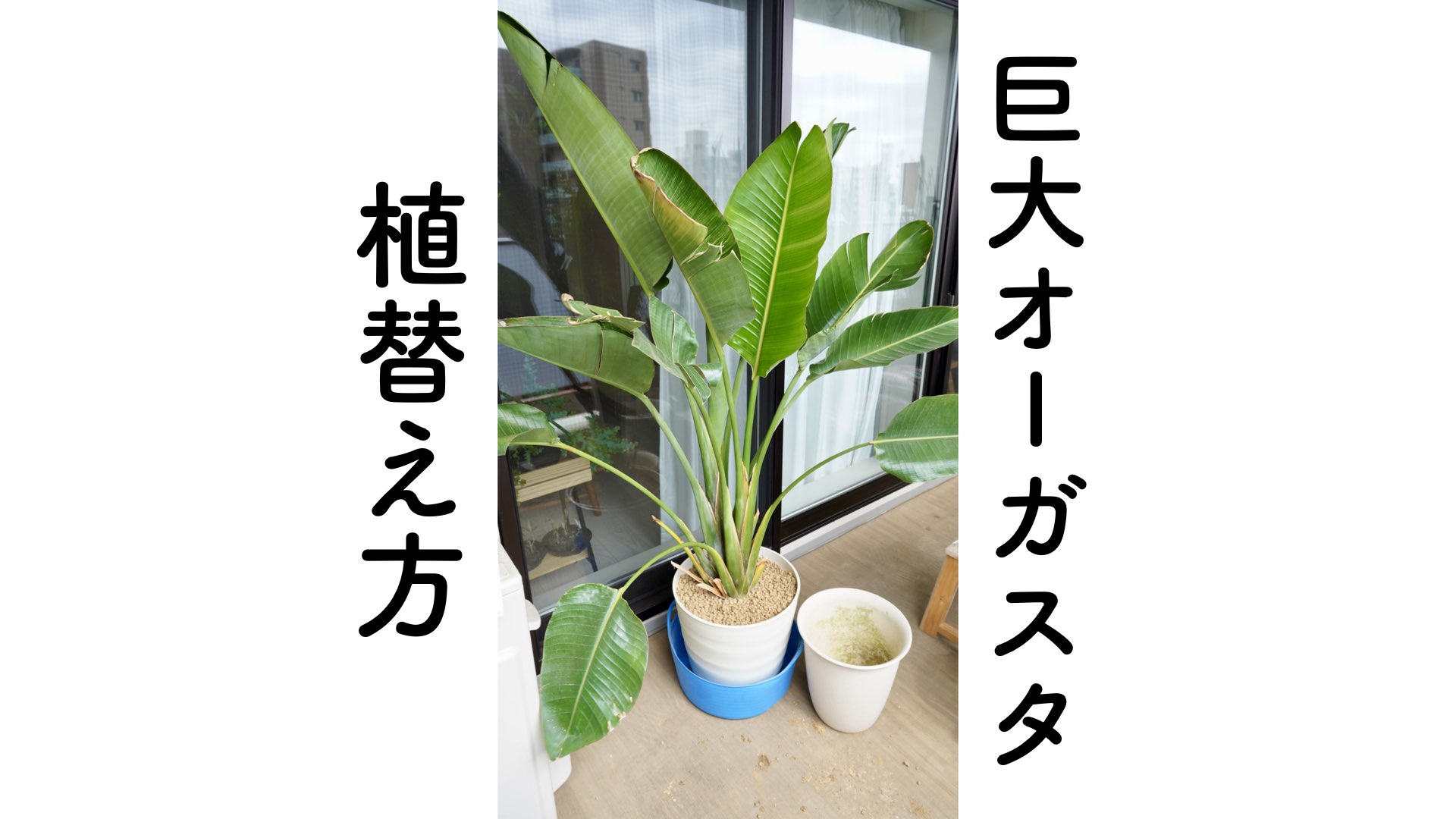 観葉植物の成長記録 #2（2024年5月31日更新）｜ぷらゆるブログ