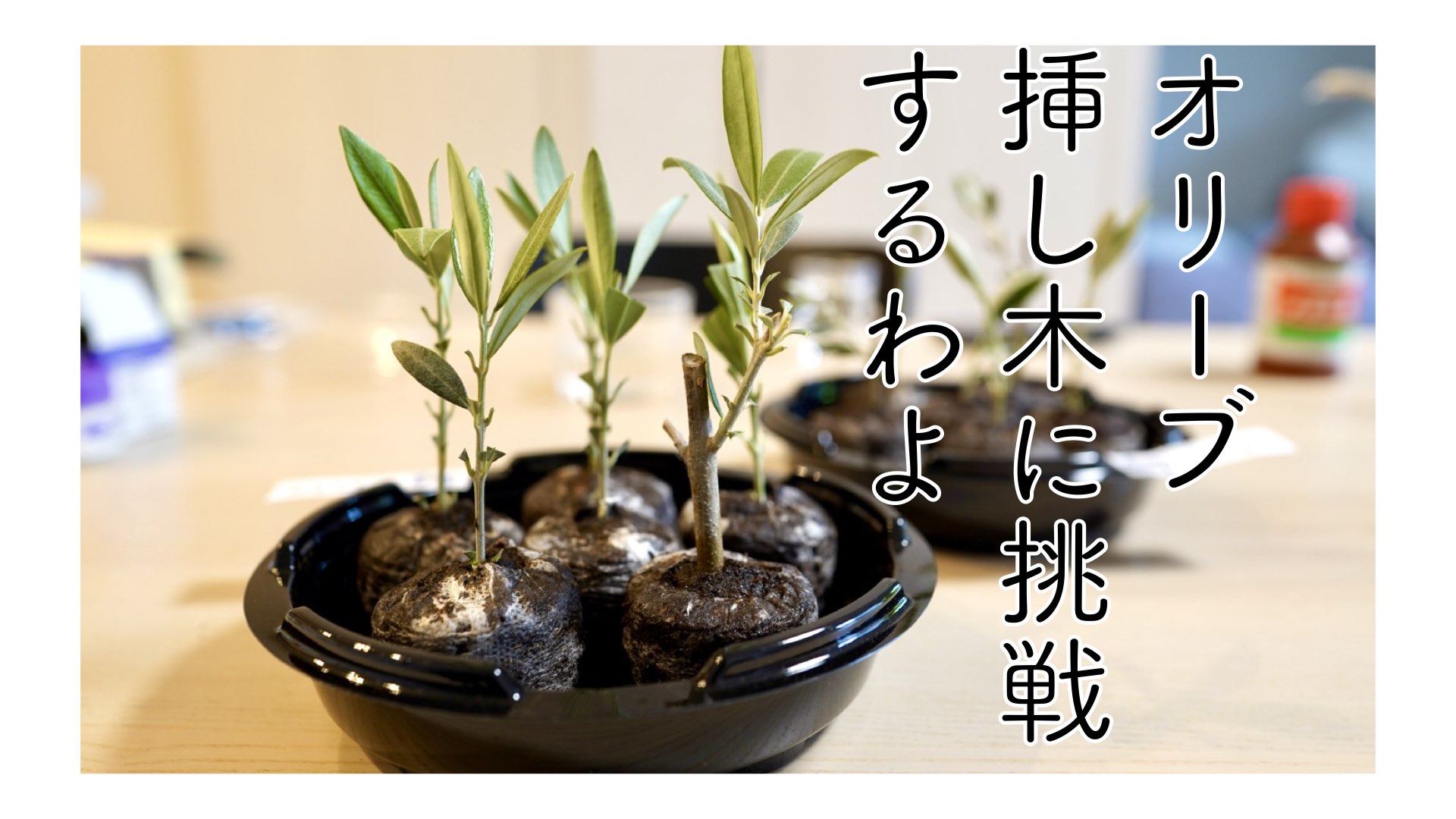 オリーブ太木 挿し木用 4月2日取木分 オリーブの挿し木に