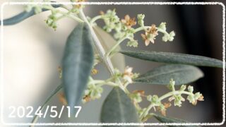 観葉植物の成長記録 #1（2024年5月17日更新）