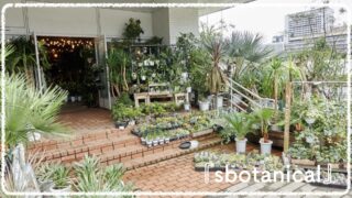 種類豊富な植物屋さん『sbotanical（エスボタニカル）』@みなとみらい