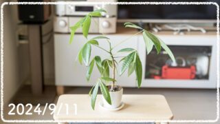 観葉植物の成長記録 #9（2024年9月11日更新）