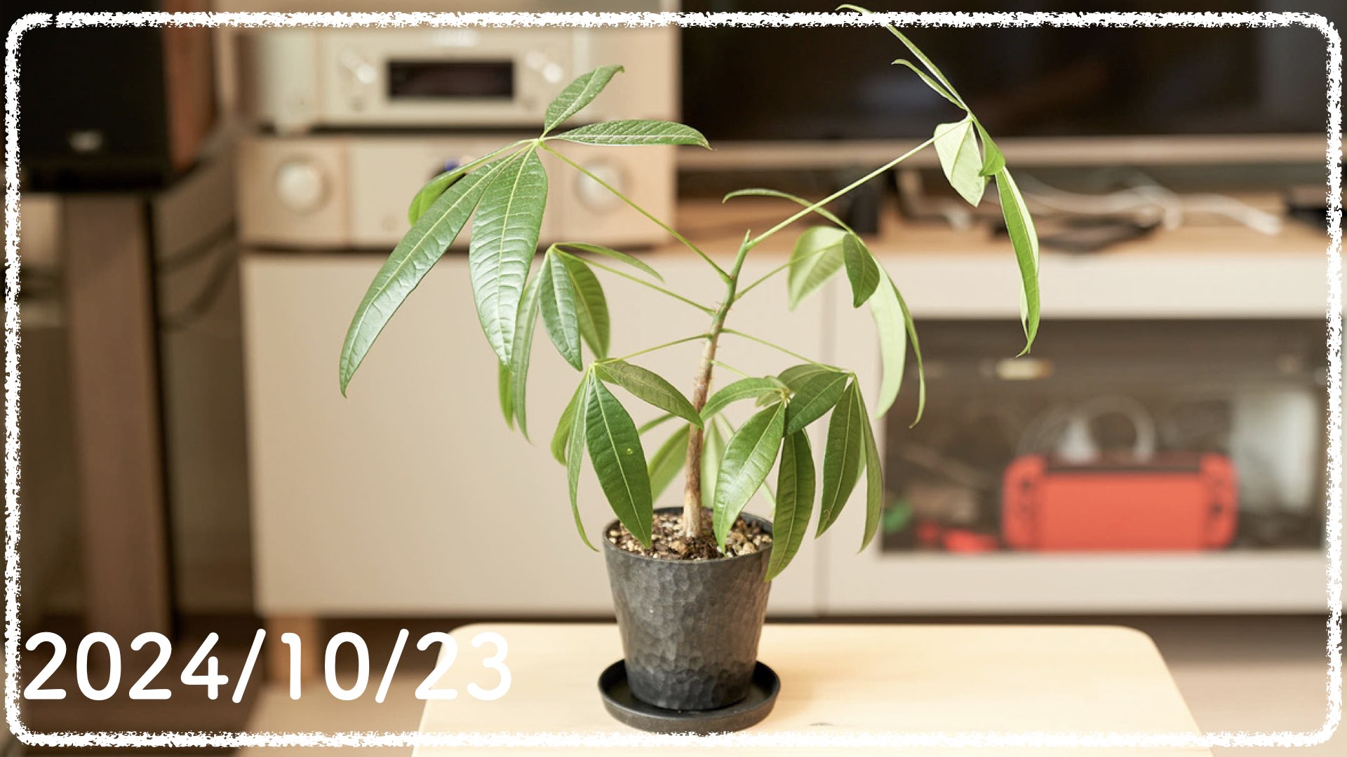 観葉植物の成長記録 #11（2024年10月23日更新）｜ぷらゆるブログ