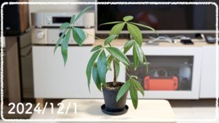 観葉植物の成長記録 #12（2024年12月1日更新）