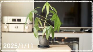 観葉植物の成長記録 #13（2025年1月11日更新）